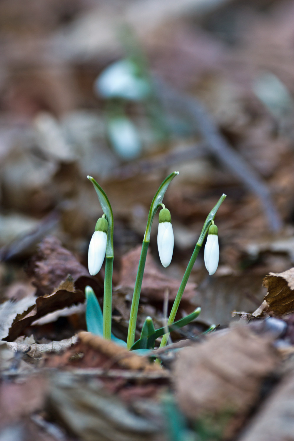 Galanthus nivalis / Bucaneve